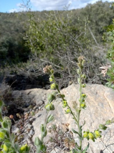 Cynoglossum clandestinum, photographed by Duarte Frade