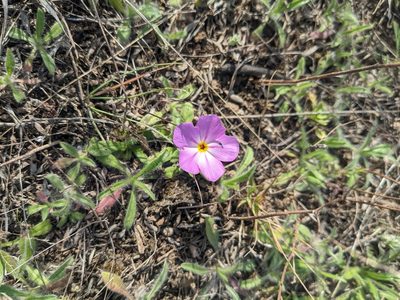 Phlox roemeriana, photographed by Cleveland Powell
