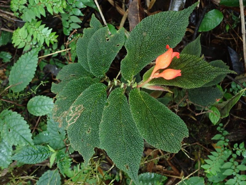 Begonia pectennervia, photographed by Nolan Exe