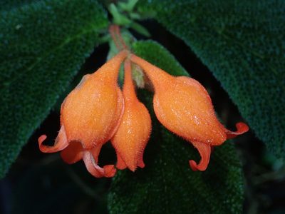 Begonia pectennervia, photographed by Nolan Exe
