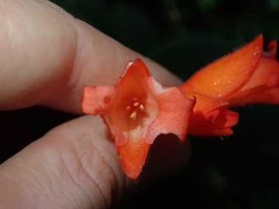 Begonia pectennervia, photographed by Nolan Exe