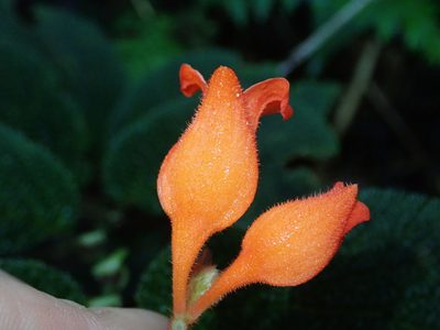 Begonia pectennervia, photographed by Nolan Exe