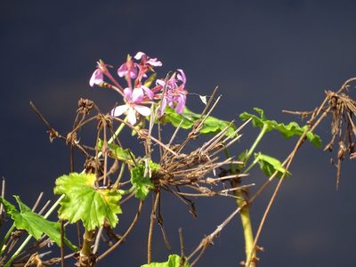 Pelargonium zonale, photographed by Shaun Swanepoel