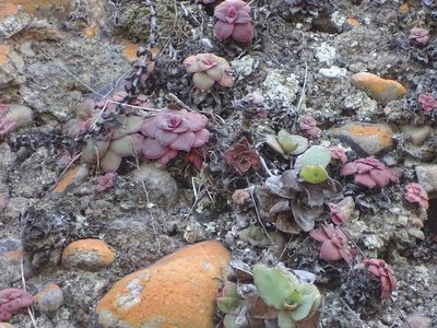 Crassula orbicularis, photographed by Shaun Swanepoel