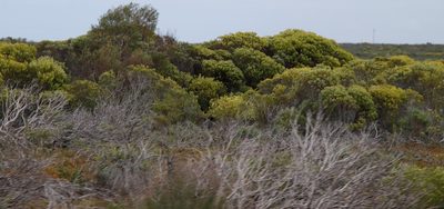 Leucadendron meridianum, photographed by Tony Rebelo