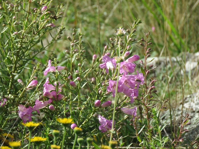 Agalinis genistifolia, photographed by Gonzalo Roget