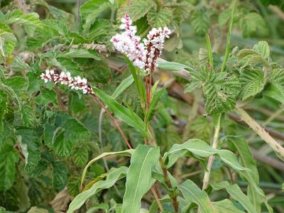 Persicaria madagascariensis, photographed by Shaun Swanepoel