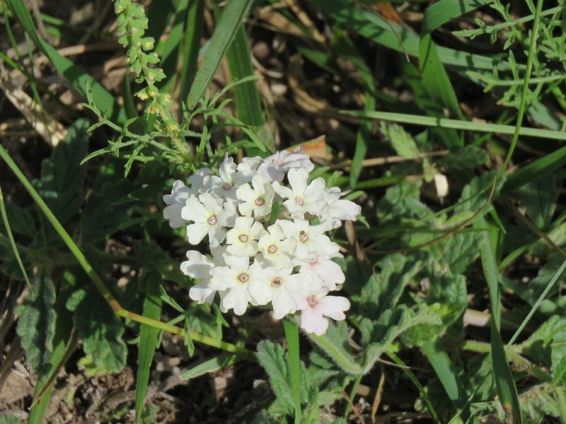 Verbena platensis, photographed by Gonzalo Roget