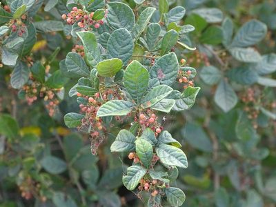 Searsia rehmanniana, photographed by Shaun Swanepoel