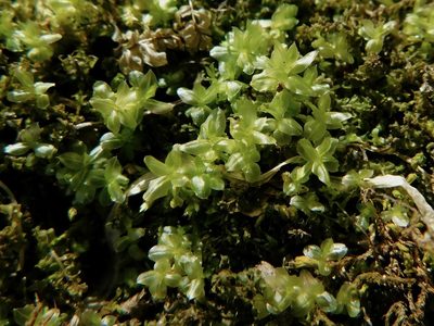 Plagiomnium ciliare, photographed by Michael J. Papay