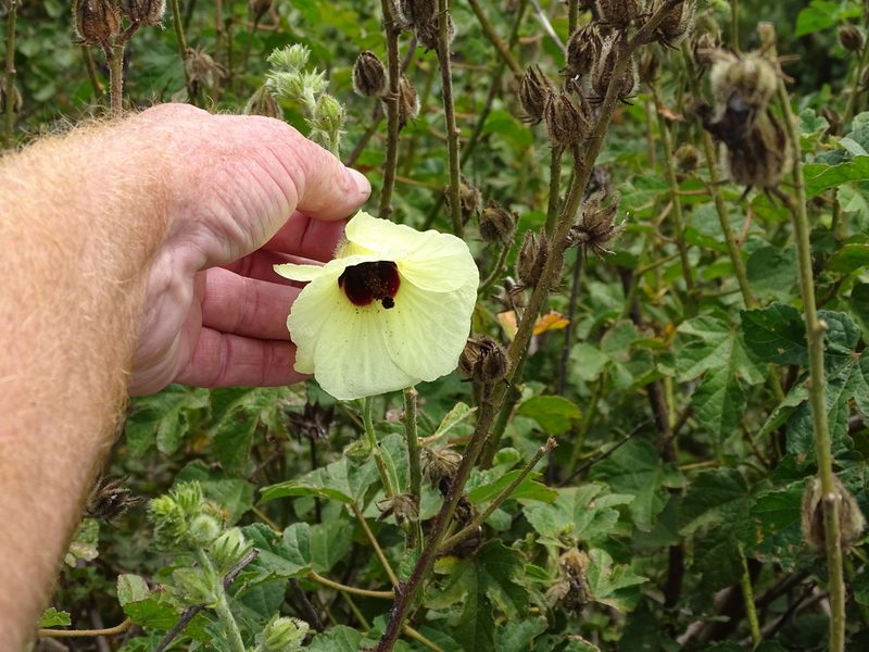 Sabdariffa diversifolia, photographed by Shaun Swanepoel