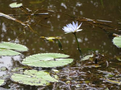 Nymphaea nouchali, photographed by Shaun Swanepoel