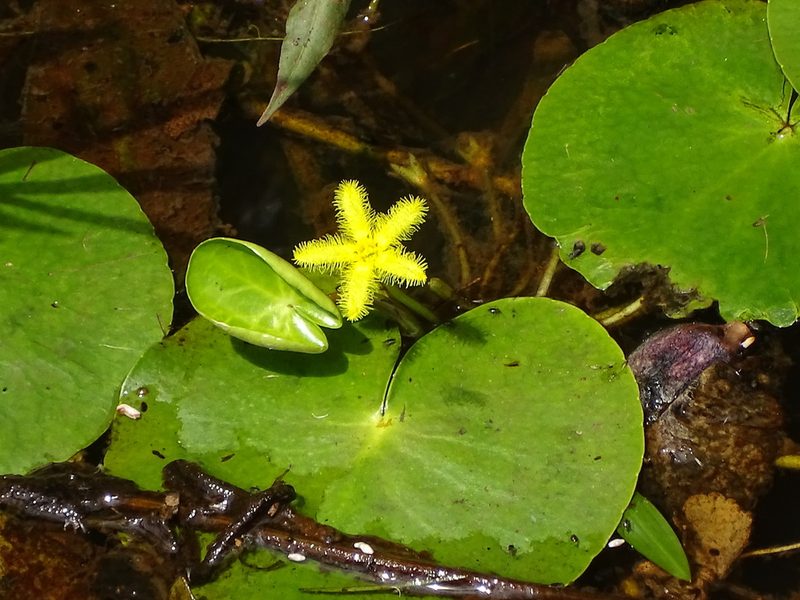 Nymphoides thunbergiana, photographed by Shaun Swanepoel