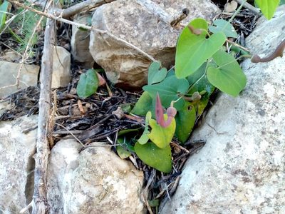 Aristolochia baetica, photographed by Duarte Frade