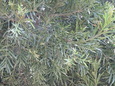 Afrocarpus falcatus, photographed by Shaun Swanepoel