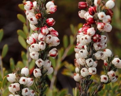 Erica grisbrookii, photographed by Tony Rebelo