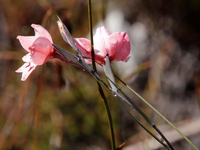 Gladiolus debilis, photographed by Tony Rebelo