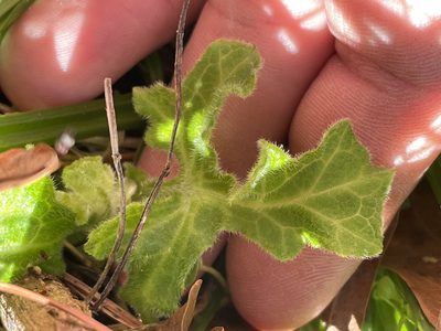 Smallanthus uvedalia