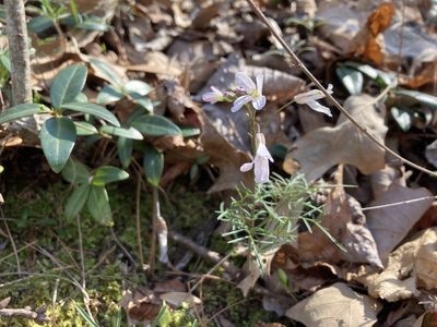 Cardamine dissecta, photographed by Heather DeGaetano