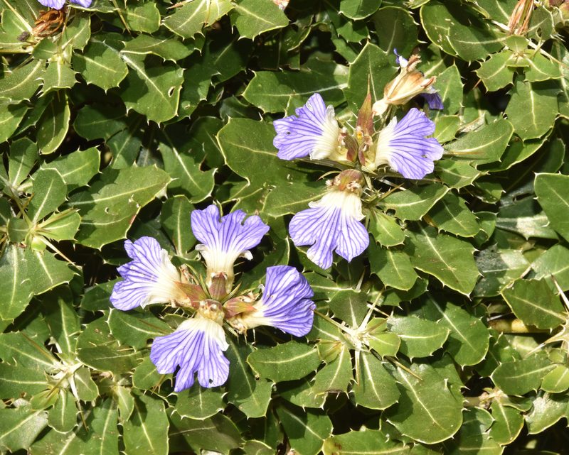 Blepharis natalensis, photographed by Sunčana Bradley