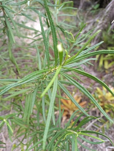 Grazielia serrata, photographed by JG