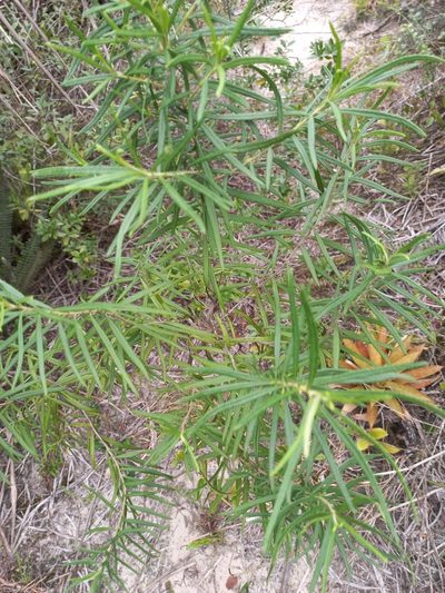 Grazielia serrata, photographed by JG
