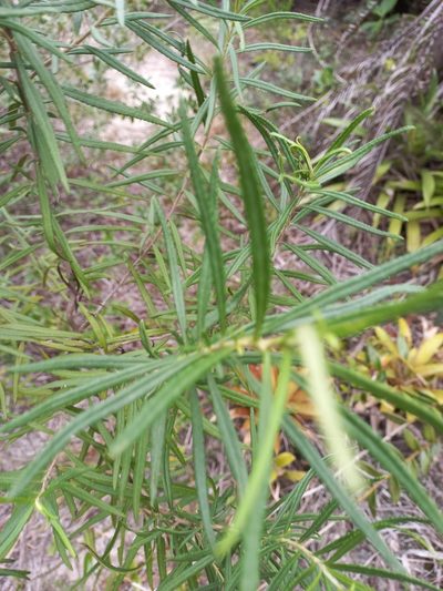 Grazielia serrata, photographed by JG
