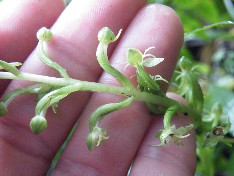Habenaria malacophylla, photographed by Antoinette Eyssell Knox