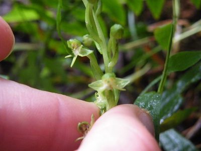 Habenaria malacophylla, photographed by Antoinette Eyssell Knox