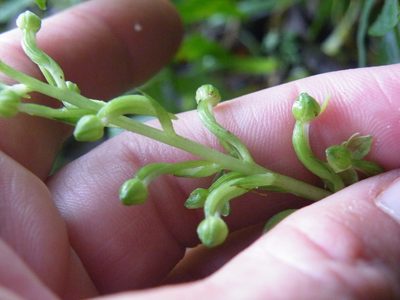 Habenaria malacophylla, photographed by Antoinette Eyssell Knox