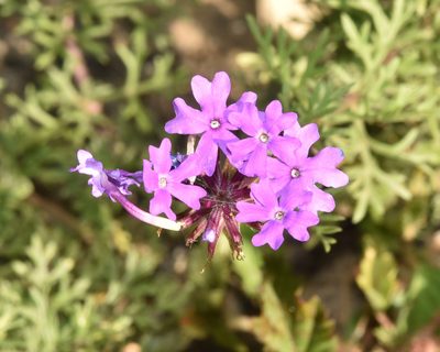 Verbena aristigera, photographed by Sunčana Bradley