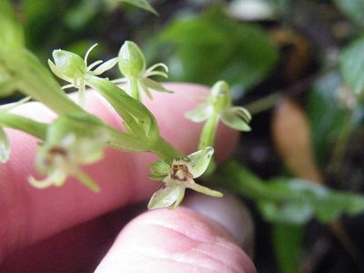 Habenaria malacophylla, photographed by Antoinette Eyssell Knox