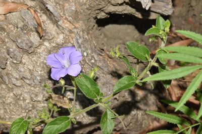Barleria obtusa, photographed by Sunčana Bradley