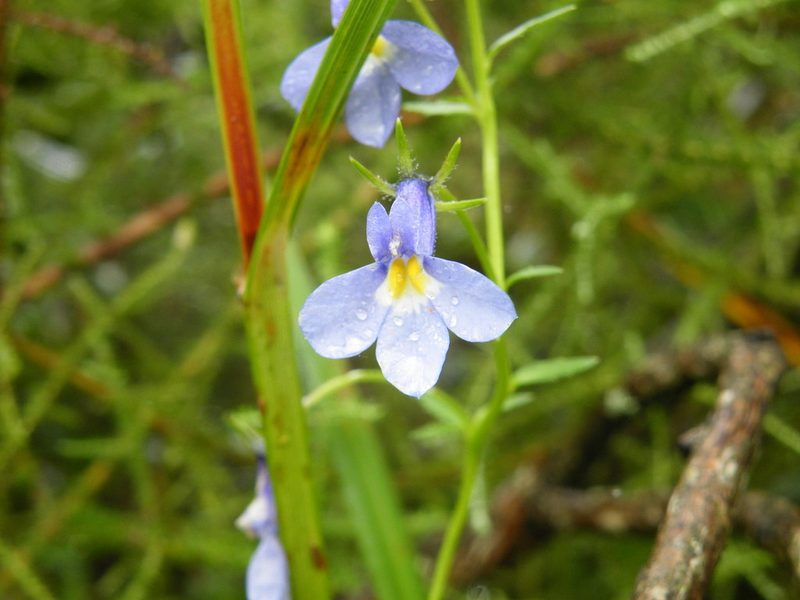 Monopsis kowynensis, photographed by Antoinette Eyssell Knox