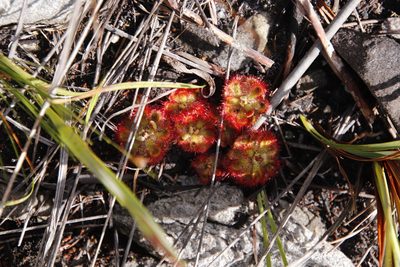 Drosera xerophila, photographed by Tony Rebelo