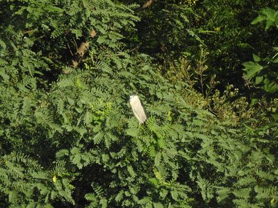 Tipuana tipu, photographed by Eduardo Luis Beltrocco