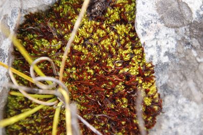 Syzygiella colorata, photographed by Tony Rebelo