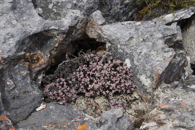 Oscularia deltoides, photographed by Tony Rebelo