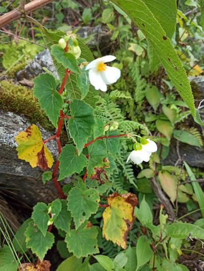 Begonia micranthera, photographed by Gonzalo Martinez