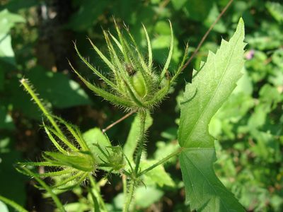 Hibiscus biseptus, photographed by Alexis López Hernández