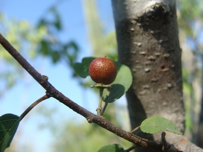 Karwinskia parvifolia, photographed by Alexis López Hernández