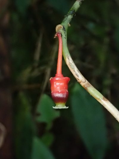 Psammisia sclerantha, photographed by Nolan Exe