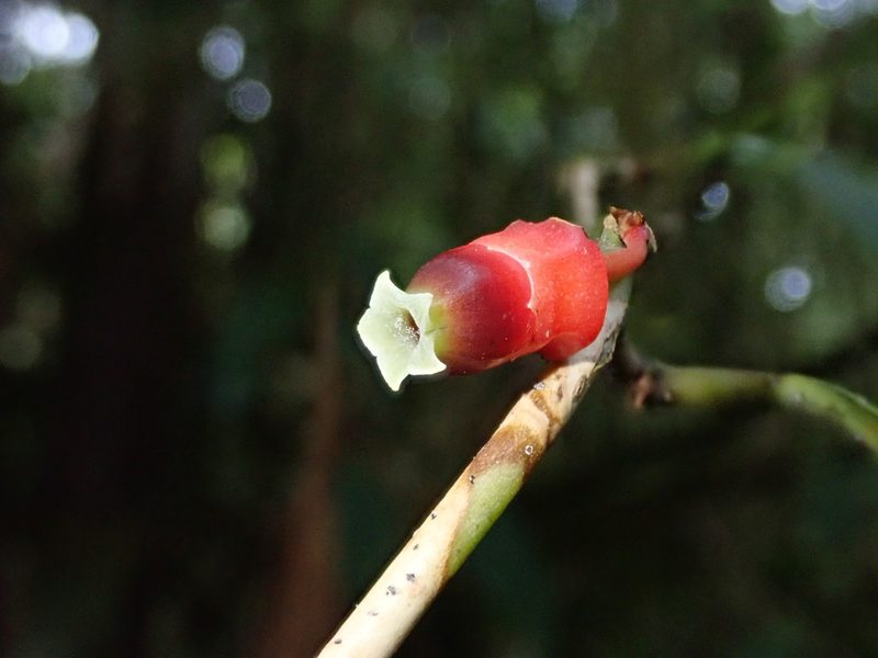 Psammisia sclerantha, photographed by Nolan Exe