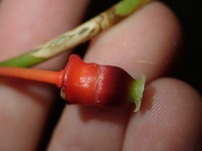 Psammisia sclerantha, photographed by Nolan Exe