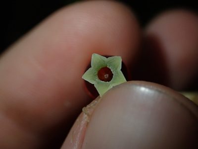 Psammisia sclerantha, photographed by Nolan Exe