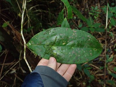 Psammisia sclerantha, photographed by Nolan Exe
