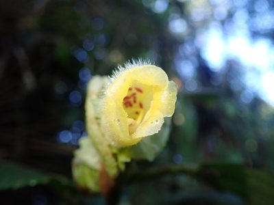 Glossoloma serpens, photographed by Nolan Exe