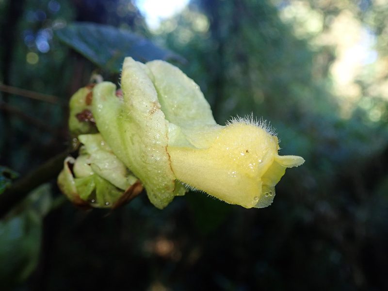 Glossoloma serpens, photographed by Nolan Exe
