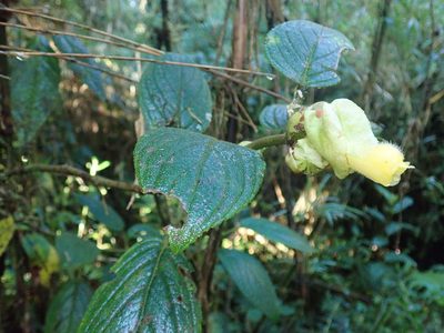 Glossoloma serpens, photographed by Nolan Exe