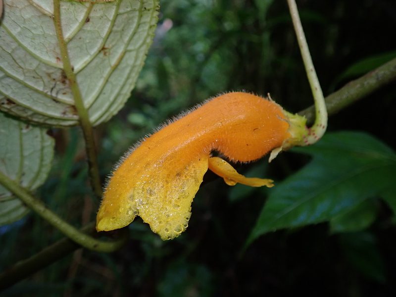 Columnea strigosa, photographed by Nolan Exe